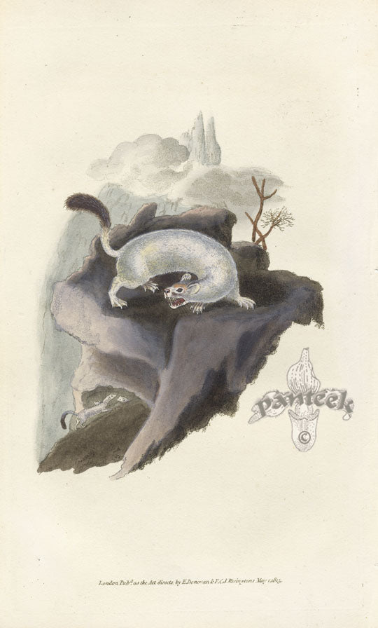 Edward Donovan Original Mammal Print 1820 Ermine (Winter)