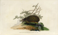 Edward Donovan Original Mammal Print 1820 European Hedgehog - Panteek Antique Prints