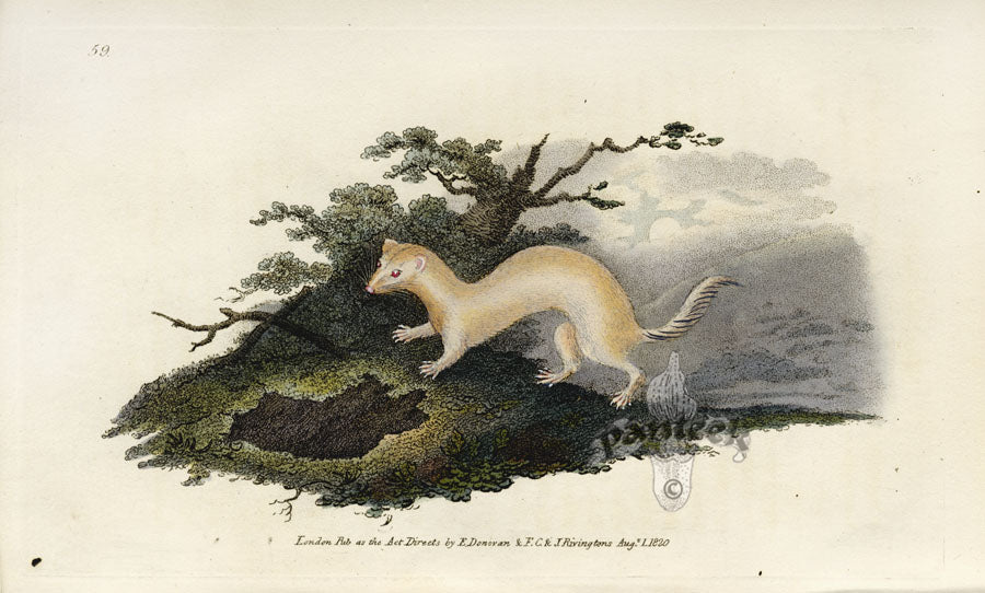 Edward Donovan Original Mammal Print 1820 Ferret