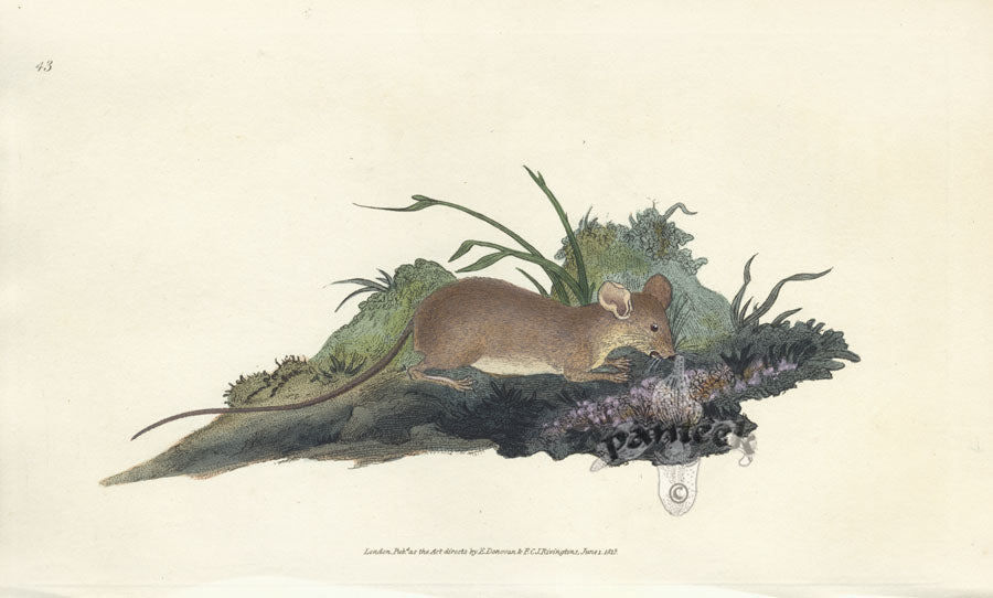 Edward Donovan Original Mammal Print 1820 Field Mouse