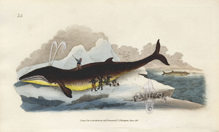 Edward Donovan Original Mammal Print 1820 Fin Fish