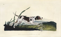 Edward Donovan Original Mammal Print 1820 Fox Hound - Panteek Antique Prints
