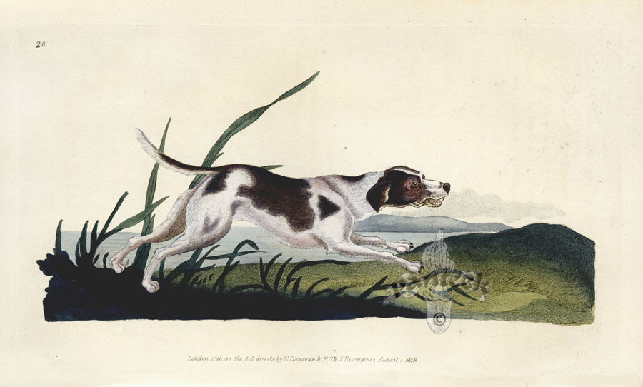 Edward Donovan Original Mammal Print 1820 Fox Hound