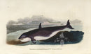 Edward Donovan Original Mammal Print 1820 Grampus - Panteek Antique Prints