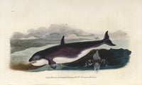 Edward Donovan Original Mammal Print 1820 Grampus - Panteek Antique Prints