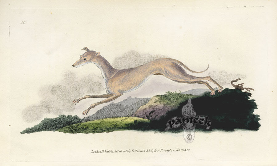 Edward Donovan Original Mammal Print 1820 Greyhound