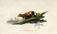 Edward Donovan Original Mammal Print 1820 Guinea Pig - Panteek Antique Prints