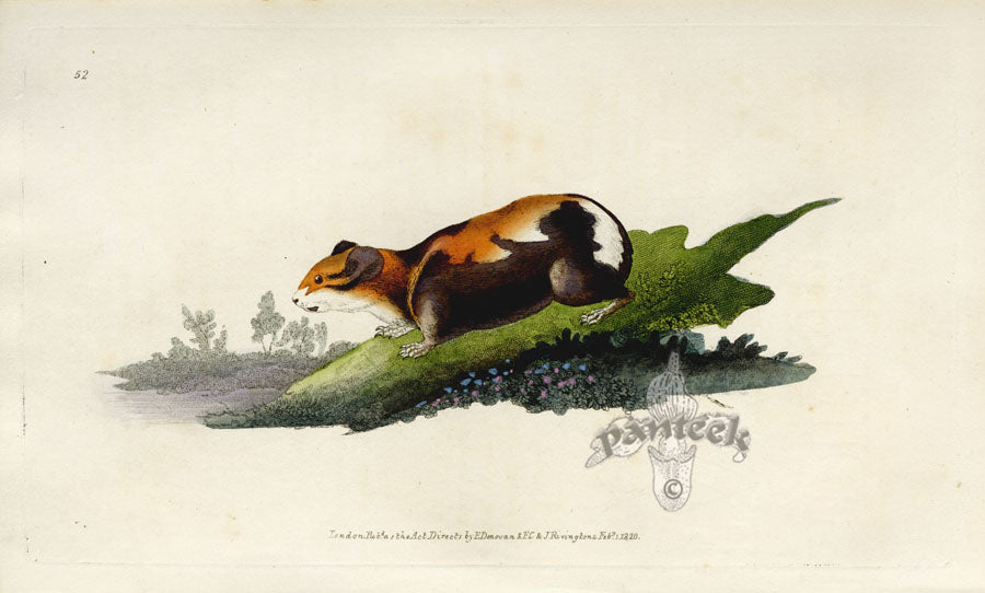 Edward Donovan Original Mammal Print 1820 Guinea Pig
