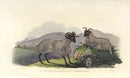 Edward Donovan Original Mammal Print 1820 Horned Sheep - Panteek Antique Prints
