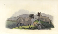 Edward Donovan Original Mammal Print 1820 Horned Sheep - Panteek Antique Prints