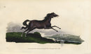 Edward Donovan Original Mammal Print 1820 Horse - Panteek Antique Prints