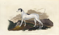 Edward Donovan Original Mammal Print 1820 Irish Greyhound - Panteek Antique Prints