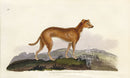 Edward Donovan Original Mammal Print 1820 Lurcher - Panteek Antique Prints