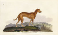 Edward Donovan Original Mammal Print 1820 Lurcher - Panteek Antique Prints