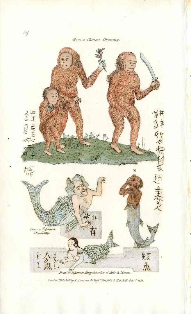 Edward Donovan Original Mammal Print 1820 Mermaid, Merman