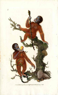 Edward Donovan Original Mammal Print 1820 Orangutan - Panteek Antique Prints