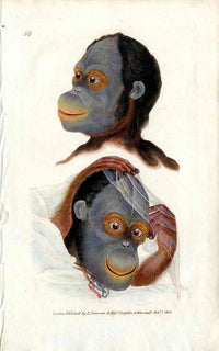 Edward Donovan Original Mammal Print 1820 Orangutan Faces - Panteek Antique Prints