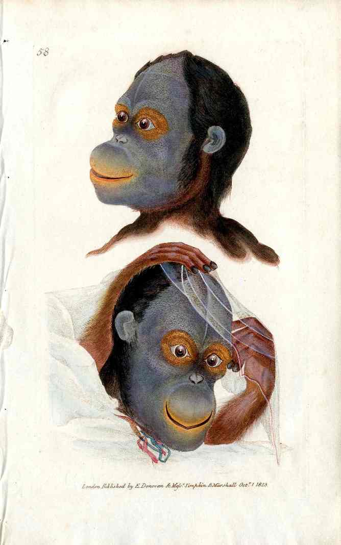 Edward Donovan Original Mammal Print 1820 Orangutan Faces