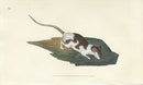 Edward Donovan Original Mammal Print 1820 Pied Rat - Panteek Antique Prints