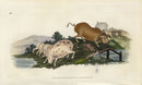 Edward Donovan Original Mammal Print 1820 Pigs - Panteek Antique Prints