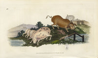 Edward Donovan Original Mammal Print 1820 Pigs - Panteek Antique Prints