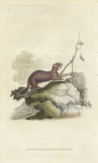 Edward Donovan Original Mammal Print 1820 Polecat - Panteek Antique Prints