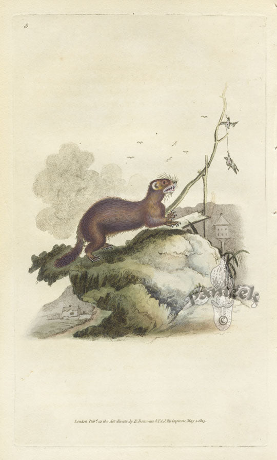 Edward Donovan Original Mammal Print 1820 Polecat