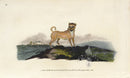 Edward Donovan Original Mammal Print 1820 Pug Dog - Panteek Antique Prints