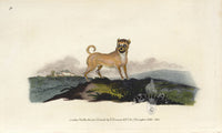 Edward Donovan Original Mammal Print 1820 Pug Dog - Panteek Antique Prints