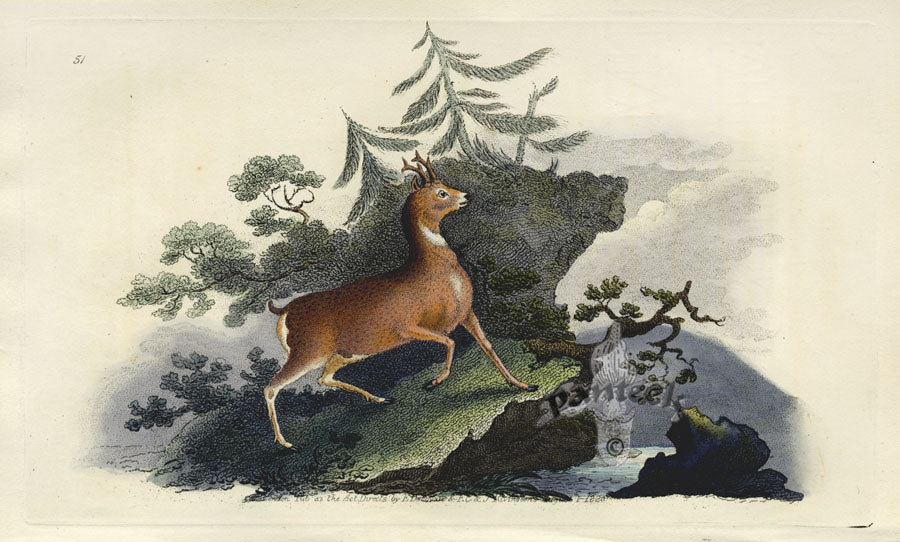 Edward Donovan Original Mammal Print 1820 Roe Buck