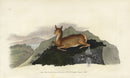 Edward Donovan Original Mammal Print 1820 Roe Doe - Panteek Antique Prints
