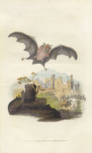 Edward Donovan Original Mammal Print 1820 Small Horse-shoe Bat - Panteek Antique Prints