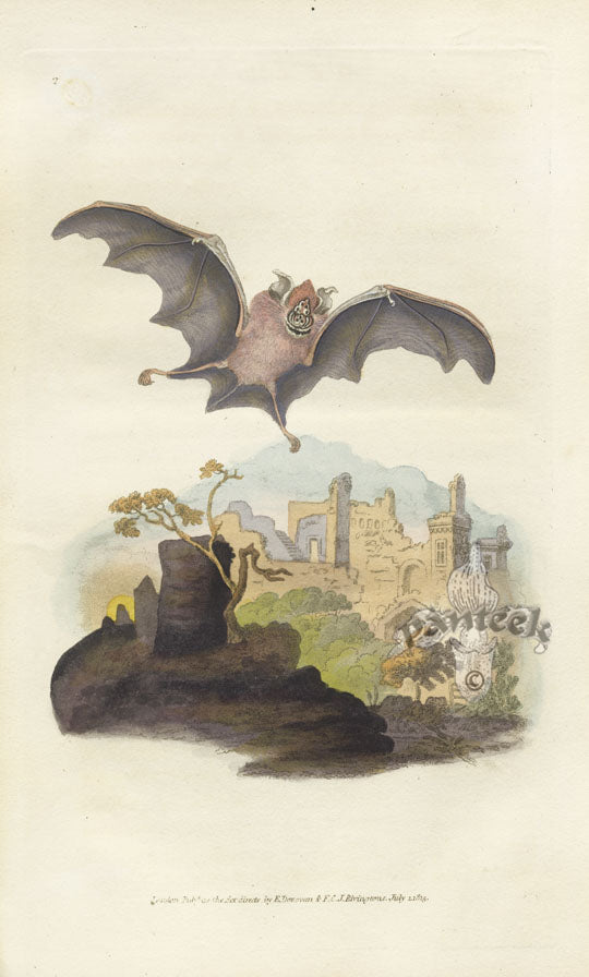 Edward Donovan Original Mammal Print 1820 Small Horse-shoe Bat