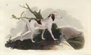Edward Donovan Original Mammal Print 1820 Stag Hound - Panteek Antique Prints