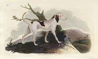 Edward Donovan Original Mammal Print 1820 Stag Hound - Panteek Antique Prints