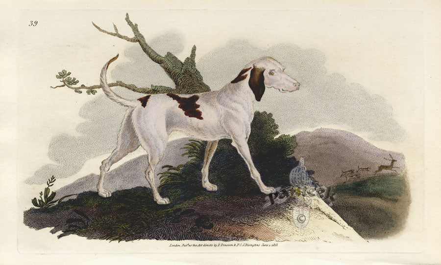Edward Donovan Original Mammal Print 1820 Stag Hound