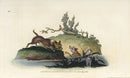 Edward Donovan Original Mammal Print 1820 Terrier - Panteek Antique Prints