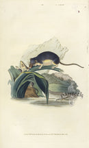 Edward Donovan Original Mammal Print 1820 Water Rat - Panteek Antique Prints