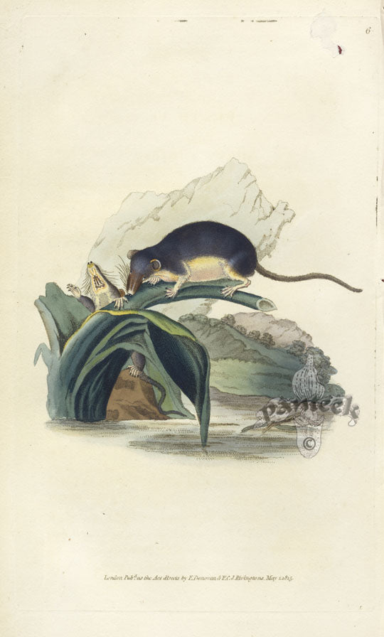 Edward Donovan Original Mammal Print 1820 Water Rat