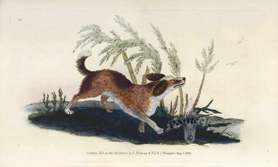 Edward Donovan Original Mammal Print 1820 Water Spaniel