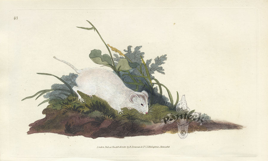 Edward Donovan Original Mammal Print 1820 White Field Rat