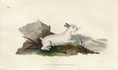 Edward Donovan Original Mammal Print 1820 White Hare - Panteek Antique Prints