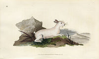 Edward Donovan Original Mammal Print 1820 White Hare - Panteek Antique Prints