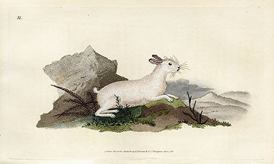Edward Donovan Original Mammal Print 1820 White Hare