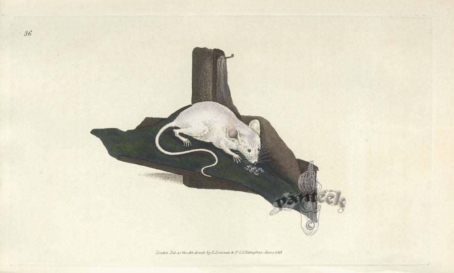 Edward Donovan Original Mammal Print 1820 White Mouse