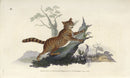 Edward Donovan Original Mammal Print 1820 Wild Cat - Panteek Antique Prints