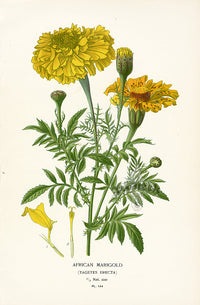 Edward Step Antique  Print 1896 African Marigold - Panteek Antique Prints