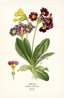 Edward Step Antique  Print 1896 Auricula - Panteek Antique Prints