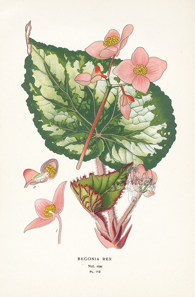 Edward Step Antique  Print 1896 Begonia Rex