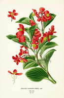 Edward Step Antique  Print 1896 Begonia Semperflorens - Panteek Antique Prints